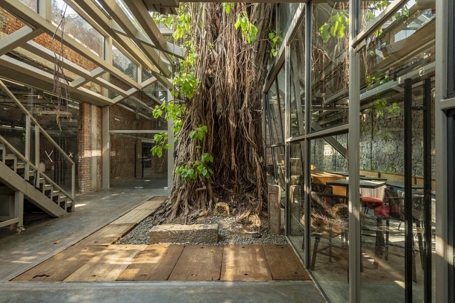 A figueira-de-bengala foi mantida como eixo central, e toda a nova estrutura foi desenhada ao redor dela. Espécie nativa da Índia, pode atingir mais de 20 metros de altura e se espalhar por centenas de metros com suas raízes aéreas.