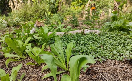 O mulching para a saúde do solo | Casa Sul