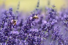 Lavanda