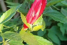 Hibisco colibri - malvavisco.