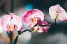 Orquídeas - não são indicadas para insolação intensa